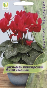 Цикламен персидский мини красный 2шт цв Поиск