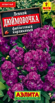  Левкой Дюймовочка карликовый фиолетовый цв. Аэлита