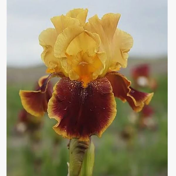  Ирис бородатый Тайгер Баттер/К 