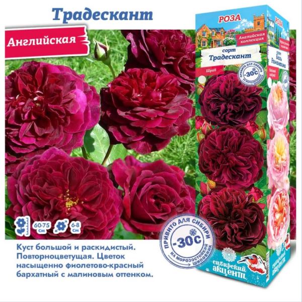  Роза английская Традескант