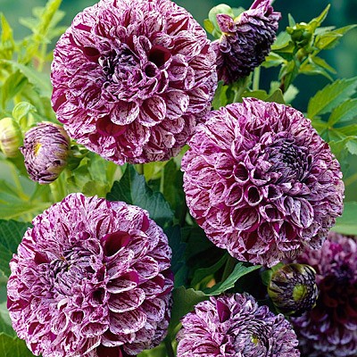  Георгина шаровидная Марбл Болл I/K