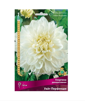  Георгина декоративная Уайт Перфекшн I/К