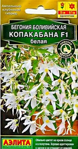  Бегония боливийская Копакабана белая F1 цв. Аэлита