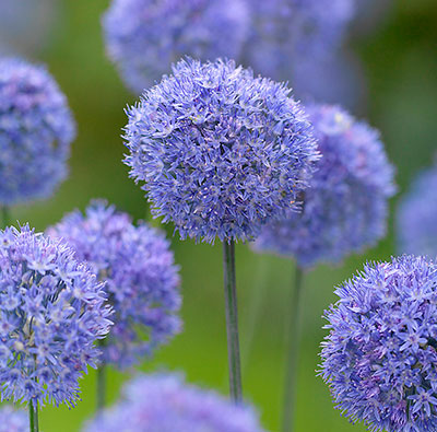  Лук декоративный Голубой 4-5/К 10шт