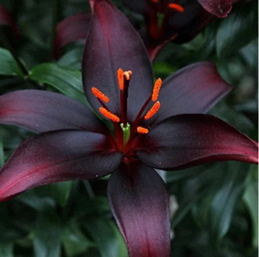  Лилия азиатская Куин ов найт 12-14/К 3шт