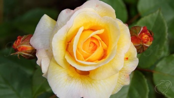  Роза английская Зэ Поэтс Вайф