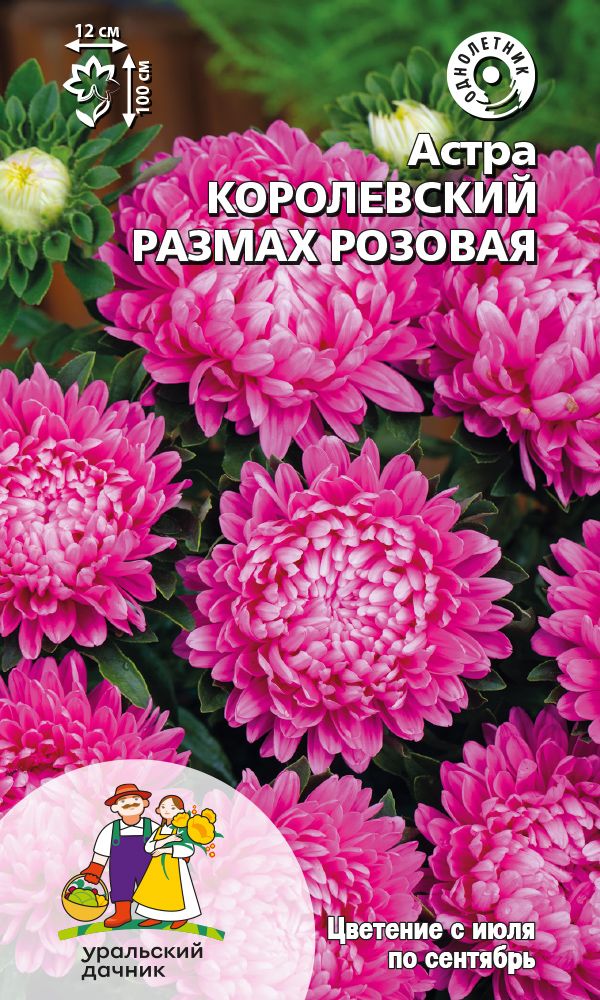  Астра Королевский размах розовая цв Урал.Дачник