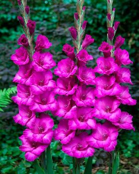  Гладиолус Бельведер 10-12/К 5шт