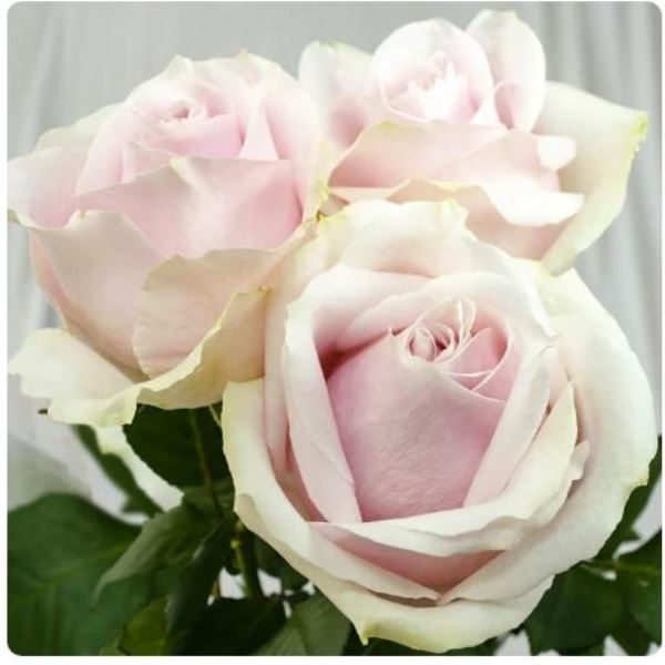  Роза чайно-гибридная Свит Аваланж