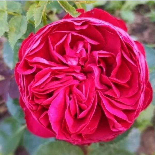  Роза чайно-гибридная Роял Пиано