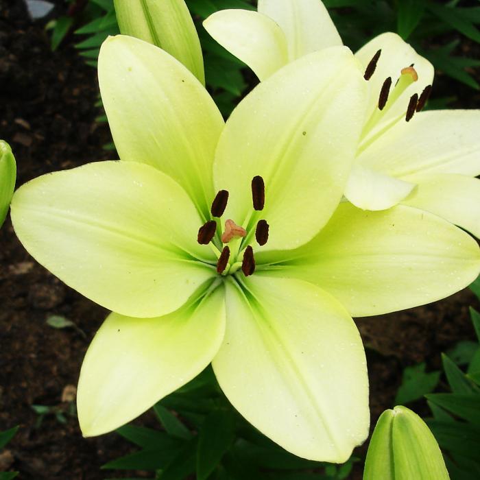  Лилия ЛА-гибрид Геррит Залм 14-16/К 2шт