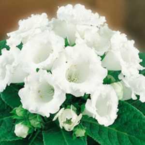  Глоксиния Монблан 4-5/К 2шт