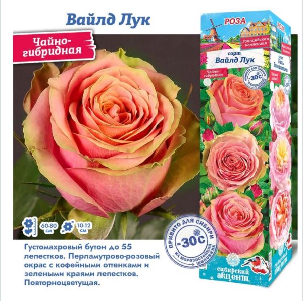  Роза чайно-гибридная Вайлд Лук