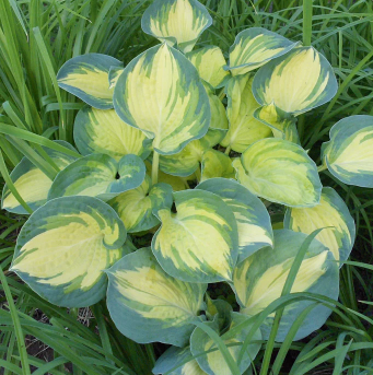  Хоста гибридная Бич Бой