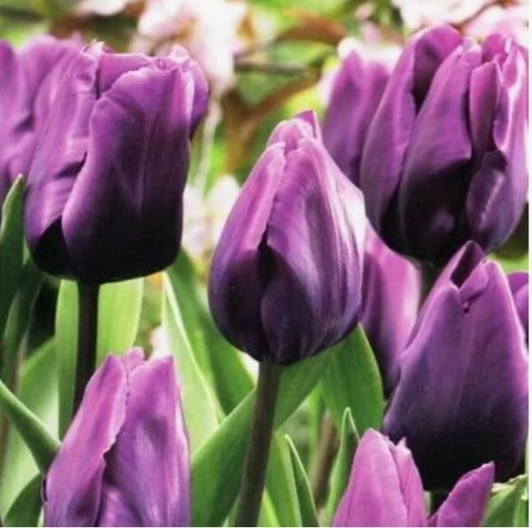  Тюльпан Пурпл Рейн (триумф) ,12+/К 5шт