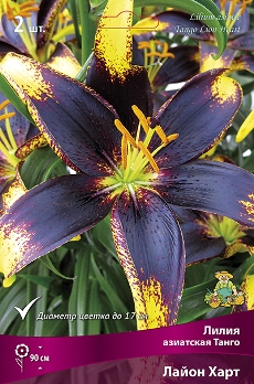  Лилия азиатская Танго Лайон Харт 14-16/К 2шт