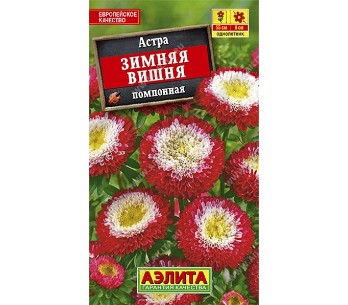  Астра Зимняя вишня помпонная цв Аэлита
