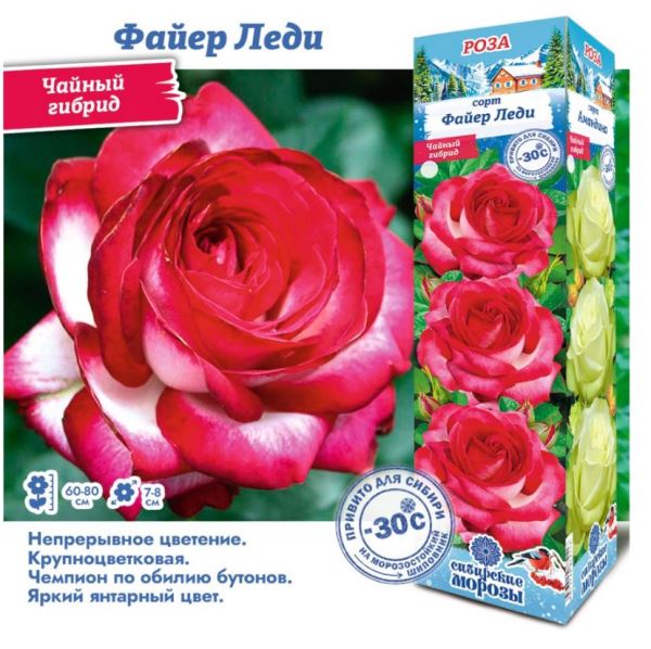  Роза чайно-гибридная Файер Леди цв. этикет. 