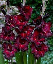  Гладиолус Блэк Си 10-12/К 5шт
