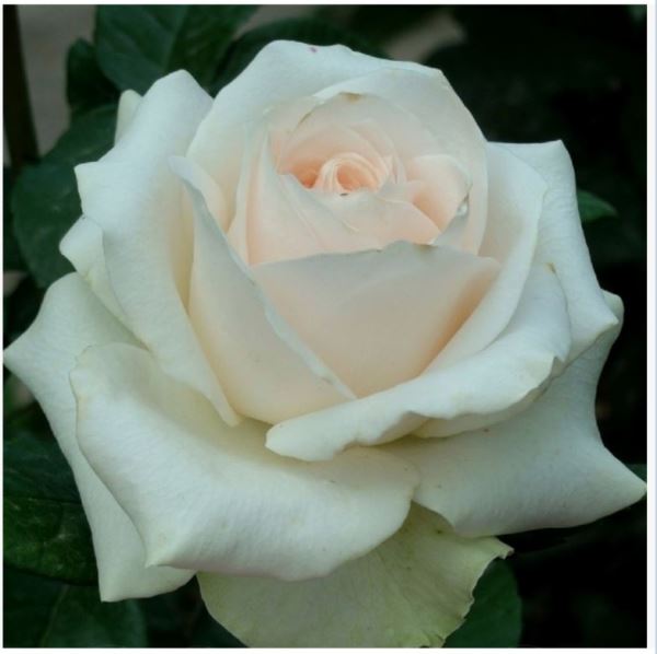  Роза чайно-гибридная Клер Оушен