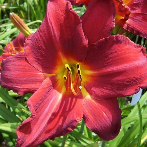  Лилейник гибридный Джипси Тертл