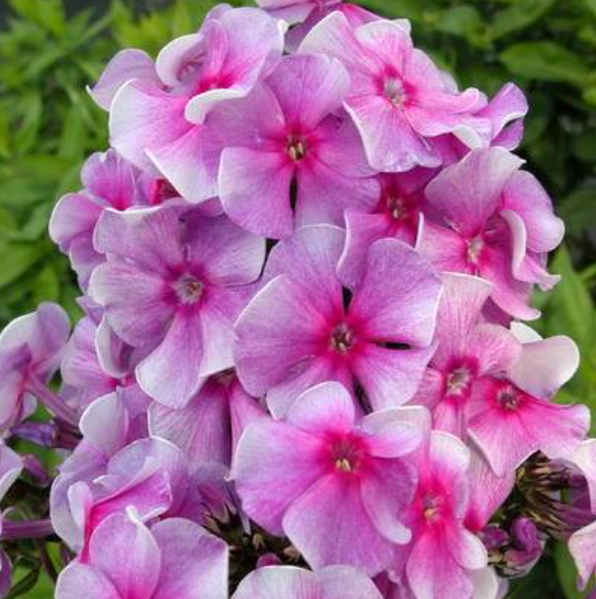  Флокс метельчатый Виринея