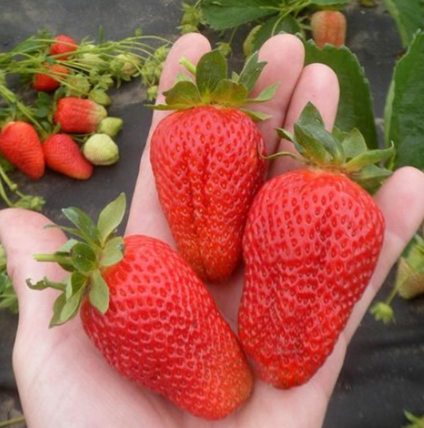  Клубника Линоса ремонтантная