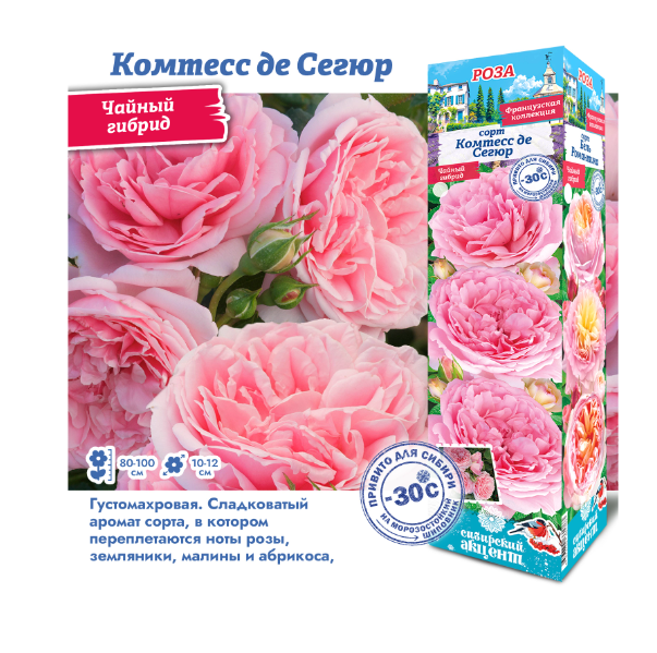  Роза чайно-гибридная Комтесс де Сегюр цв. этик