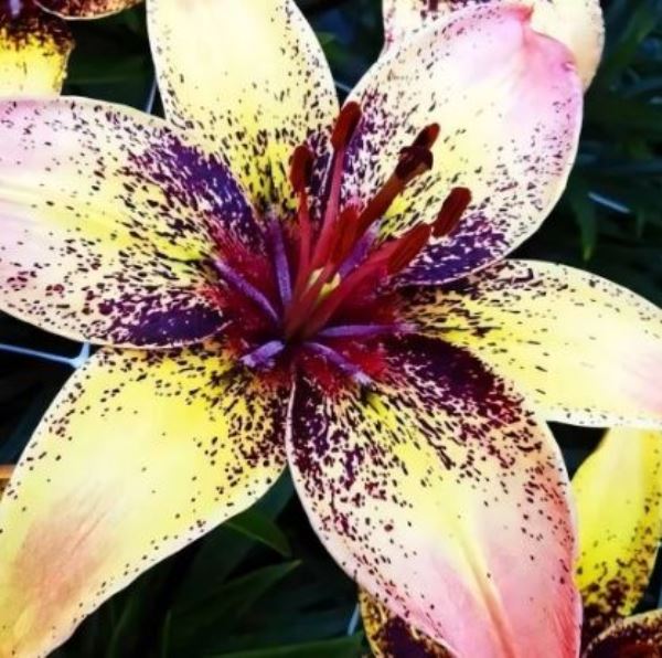  Лилия азиатская Трайбал Данс 12-14/К 3шт