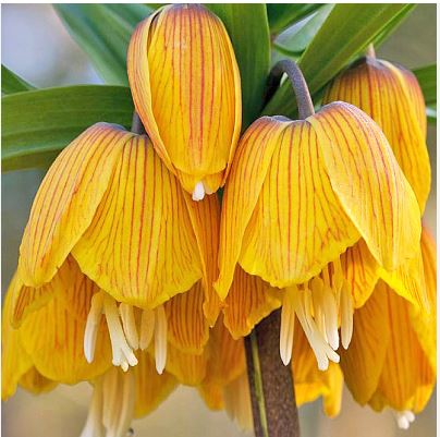  Фритиллярия (Рябчик) Рубра Страйпед Бьюти 20-24/К 1шт