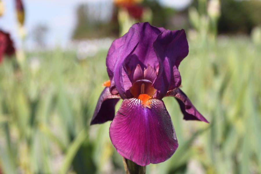  Ирис бородатый Гала Мадрид/К
