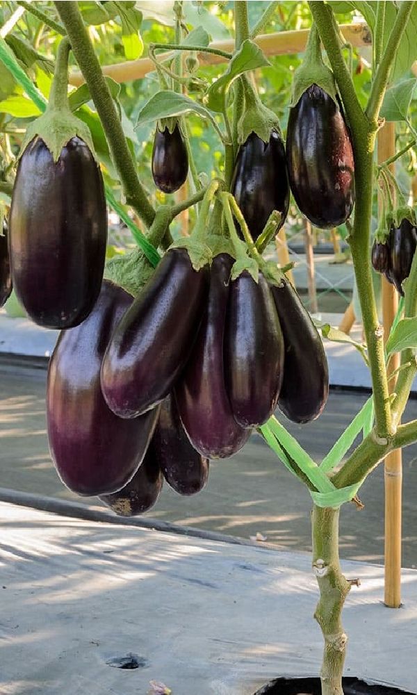  Баклажан Сибирская гирлянда Урал.Дачник