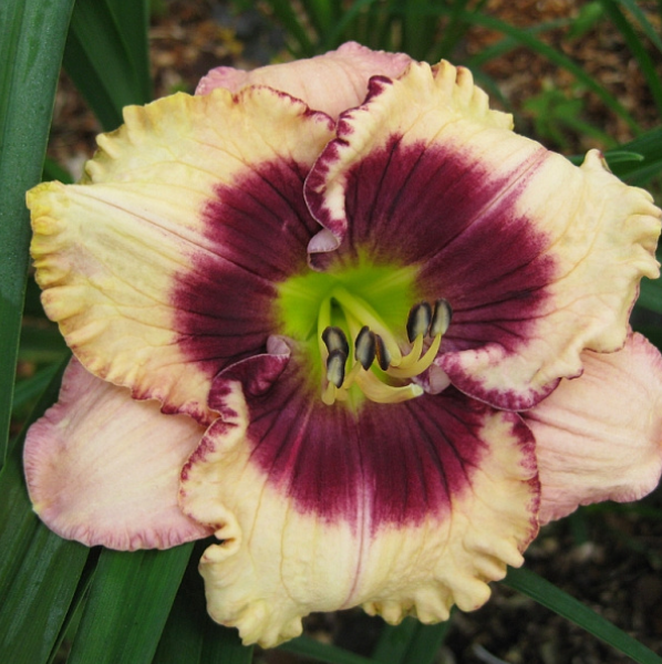  Лилейник гибридный Кристал Пино