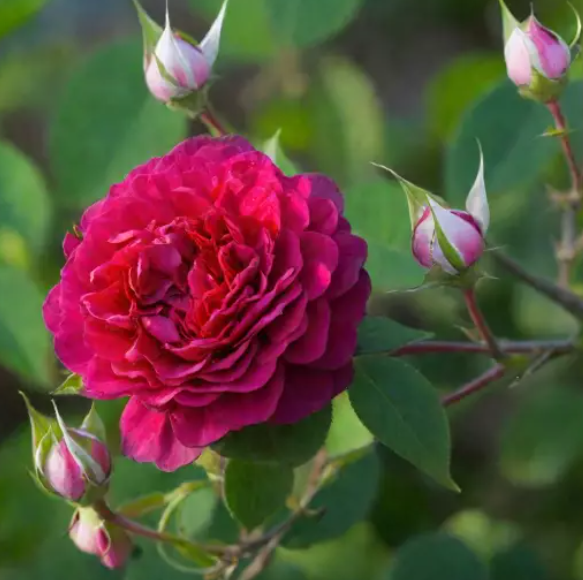  Роза английская Дарси Бассел