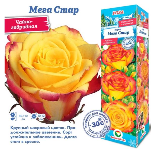  Роза чайно-гибридная Мега Стар