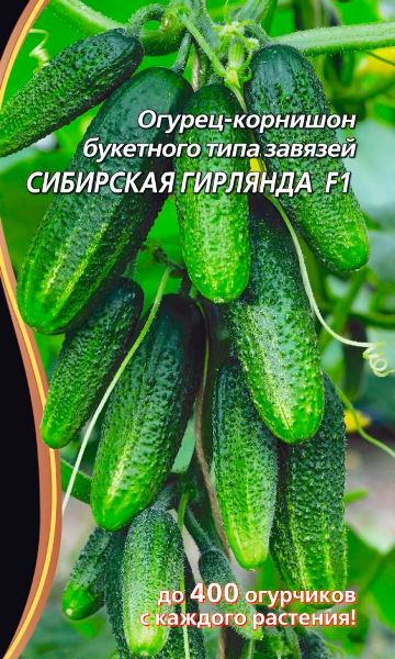  Баклажан Сибирская гирлянда Урал.Дачник
