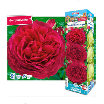  Роза флорибунда Ст.Джеймс парк