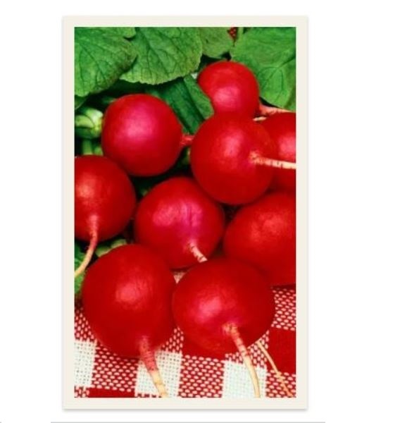  Редис Ни забот ни хлопот цв Урал. Дачник