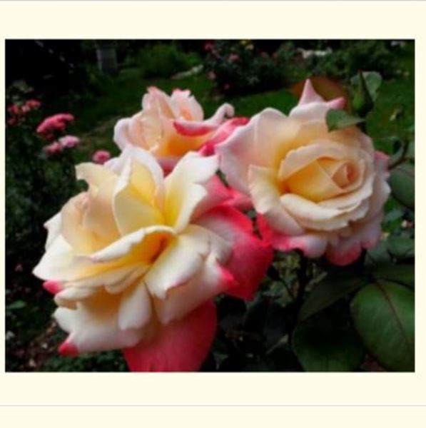  Роза чайно-гибридная Летиция Каста