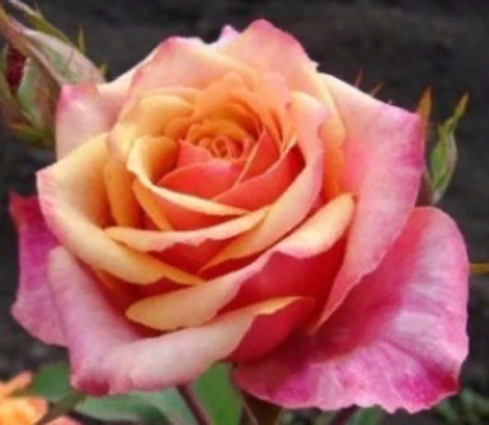  Роза чайно-гибридная Черри Бренди