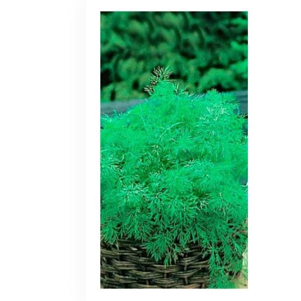  Укроп Пушистый пучок кустовой Марс ч/б Урал. Дачник