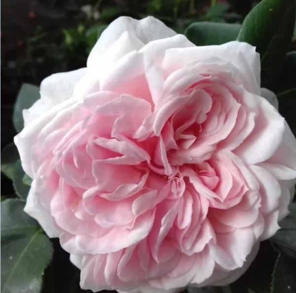  Роза шраб Синдерелла 