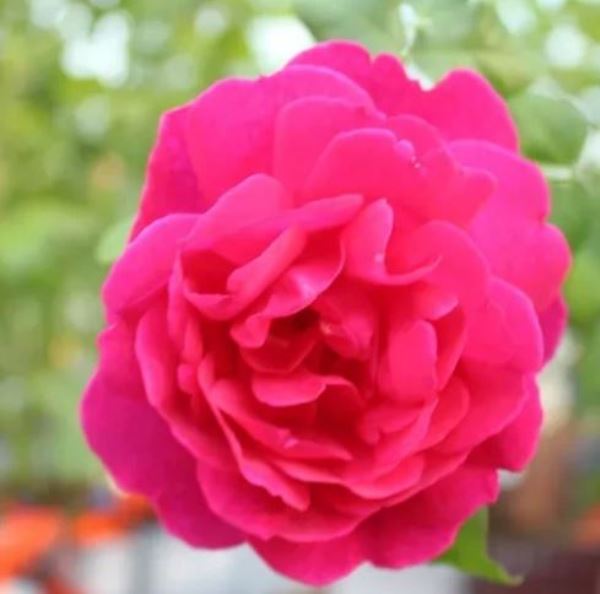  Роза Английская/шраб Янг Лисидас