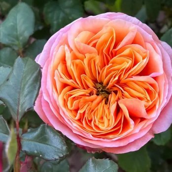 Роза чайно-гибридная Саут Парк  - фото