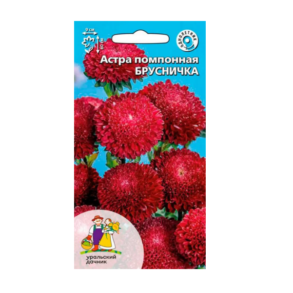  Астра Помпонная брусничка цв Урал. Дачник