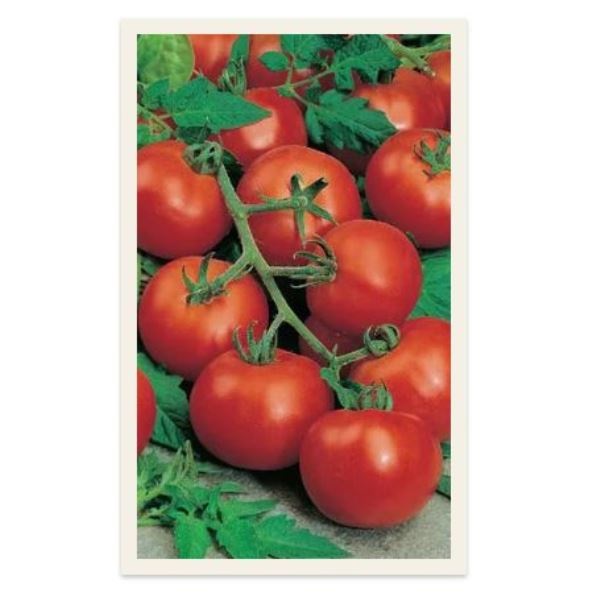  Томат Кистевой F1 банка цв Урал. Дачник