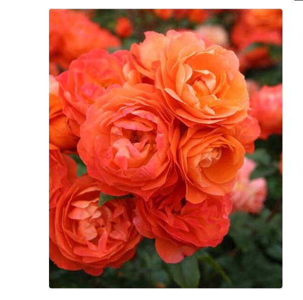  Роза флорибунда Феникс