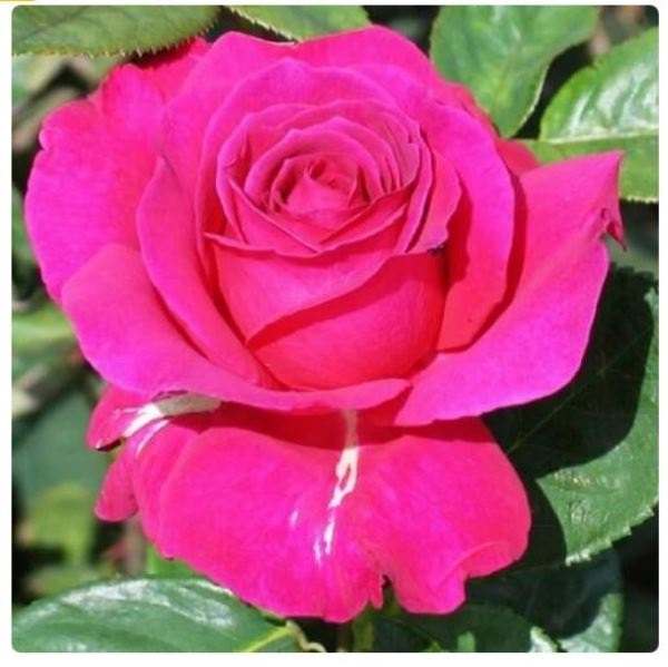  Роза чайно-гибридная Ланком цв. этик.