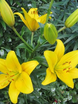  Лилия азиатская Мона 14-16/К 2шт