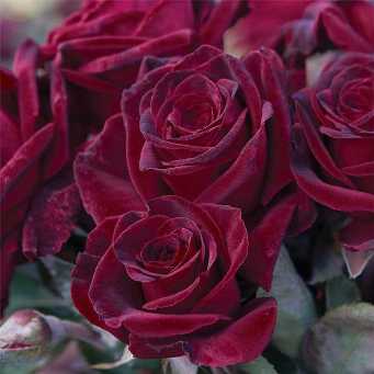  Роза чайно-гибридная Блек Баккара